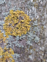 Xanthoria parietina