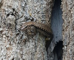 Concinnia tenuis