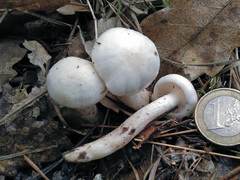 Hygrophorus cossus