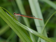 Agriocnemis exilis