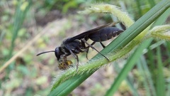 Polybia ignobilis