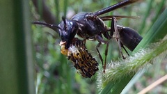 Polybia ignobilis