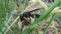 Polybia ignobilis