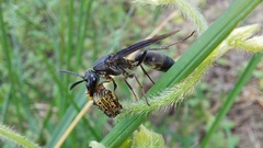 Polybia ignobilis