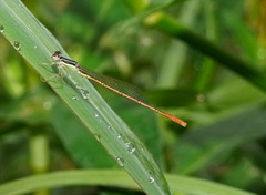 Agriocnemis exilis