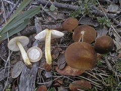 Pluteus romellii