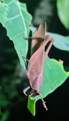 Desmoptera truncatipennis
