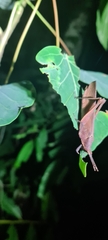 Desmoptera truncatipennis