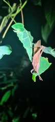 Desmoptera truncatipennis