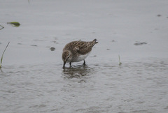 Calidris fuscicollis