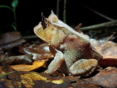 Renal Smooth-horned Frog, Proceratophrys renalis