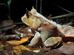 Proceratophrys renalis