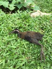 Gallirallus torquatus