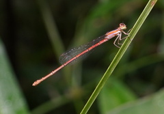 Agriocnemis exilis