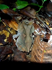 Proceratophrys renalis