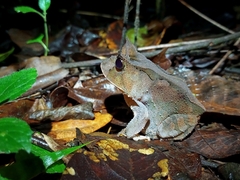 Proceratophrys renalis