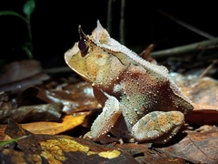 Proceratophrys renalis