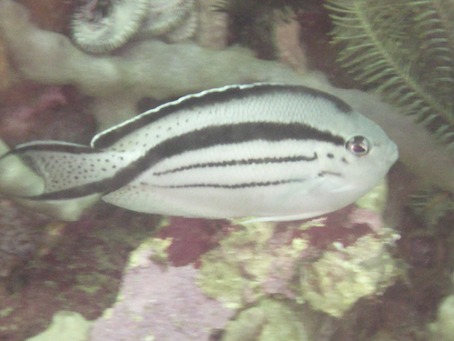 Blackstriped angelfish (Genicanthus lamarck) — Pomacanthidae — 3