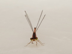 Agriocnemis exilis