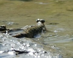 Periophthalmus argentilineatus