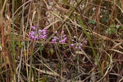 Allium chinense
