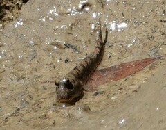 Periophthalmus argentilineatus