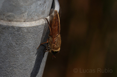 Tabanidae