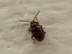 Orestia punctipennis