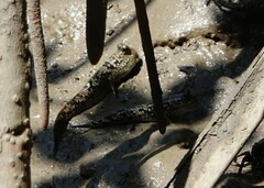 Periophthalmus argentilineatus