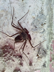 Phrynus operculatus