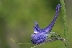Delphinium fissum