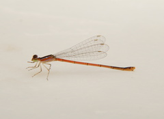 Agriocnemis exilis