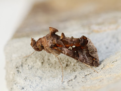 Plusiopalpa