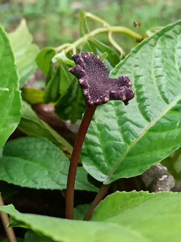 Dorstenia bahiensis
