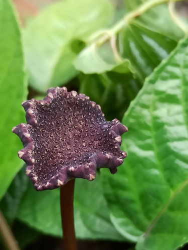 Dorstenia bahiensis