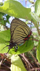Atlides polybe