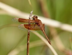 Neurothemis stigmatizans