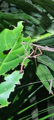 Sipyloidea larryi