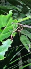 Sipyloidea larryi