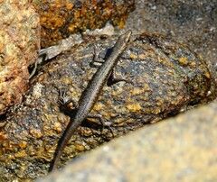 Cryptoblepharus litoralis