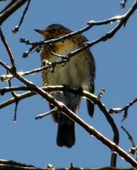 Turdus pilaris