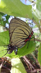 Atlides polybe