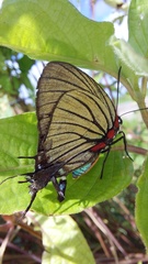 Atlides polybe
