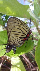 Atlides polybe