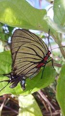 Atlides polybe