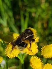 Bombus lucorum