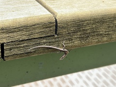 Cryptoblepharus
