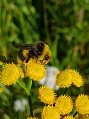 Bombus lucorum