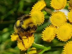 Bombus lucorum