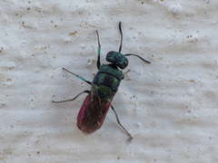 Chrysura